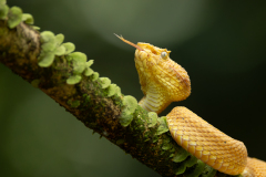 01-211-Yellow-eyelashed-wiper