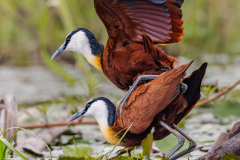 03-320-African-Jacanas