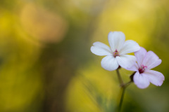 Droemmeblomst-3