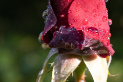Rose6F9A2002-topaz